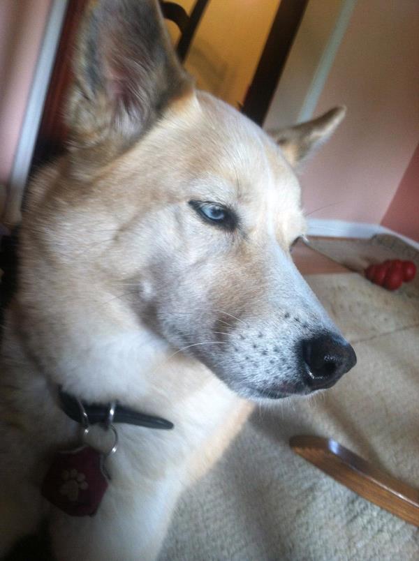 /Images/uploads/Humane Rescue Alliance/HRACalendarPhotoContest/entries/8810thumb.jpg